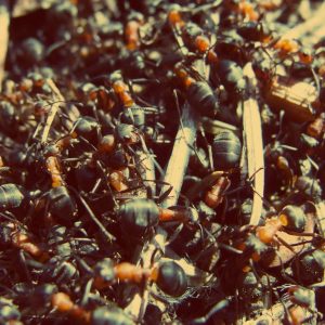 How long does it take to get rid of ants?