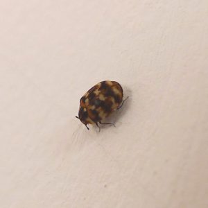 How do you get rid of carpet beetles?