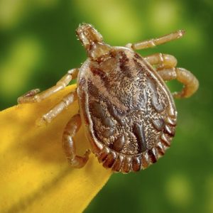 Which Diseases Are Transmitted by Deer Ticks?