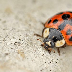 How to get rid of asian lady beetles?