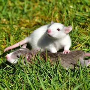 How to get rid of rats in house fast?
