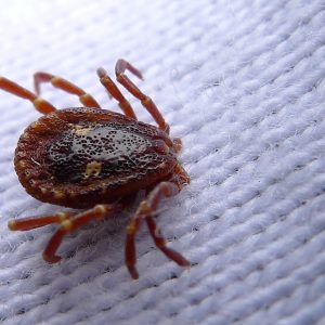 Do Ticks Die After the First Frost?