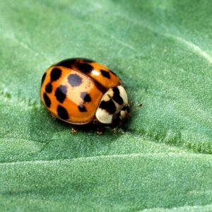 How to keep asian beetles out of your house?