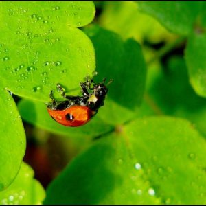 How to kill asian lady beetles?