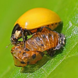How to prevent Asian Beetles?