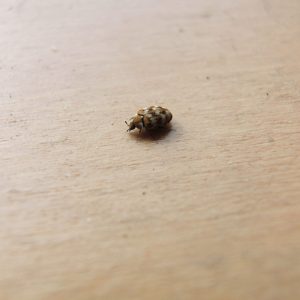 How to treat carpet beetles?