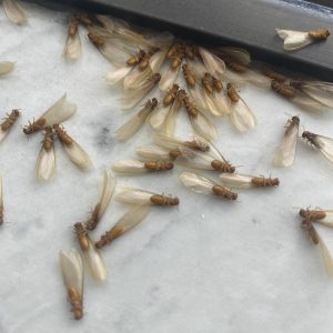 Termites Pest Control in Miami