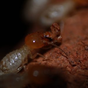 What do termites eat?