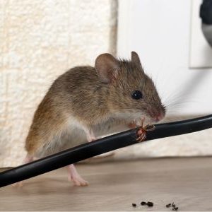 How do I deal with mice in the walls or attic?