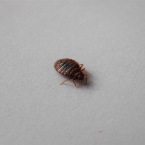 Can You Freeze Bed Bugs?