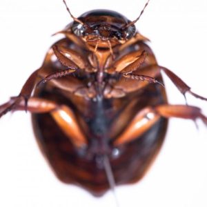 Cockroach Pest Control in Miami