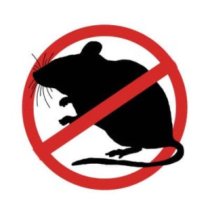 How to get rid of rats in your yard?