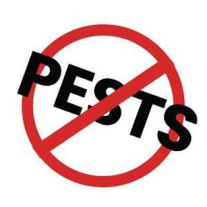 Pest Control Service for Bed Bugs