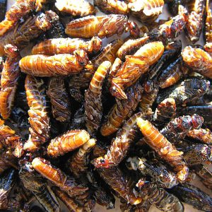 fried termites-- yummy
Liparamba dinner
DG.AFR1