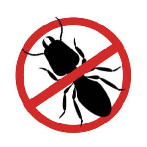 When to call a roach exterminator?