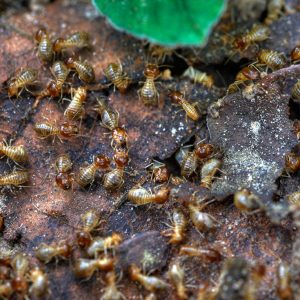 What are the signs of a termite infestation?
