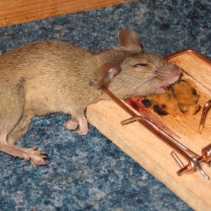 Are store-bought mouse traps effective?