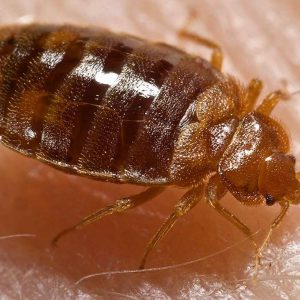 What Kills Bed Bugs for Good?