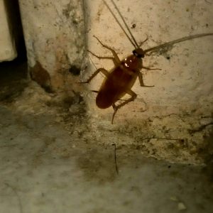 Why do we have cockroaches at home?