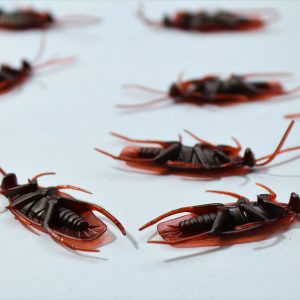 When do we need to call pest control for cockroaches?