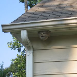 Why do wasps build nests on my house?